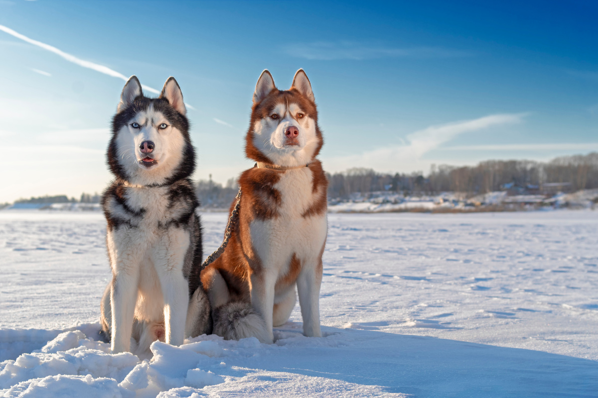 Siberian Husky dogs. Husky dogs winter background. Snow.