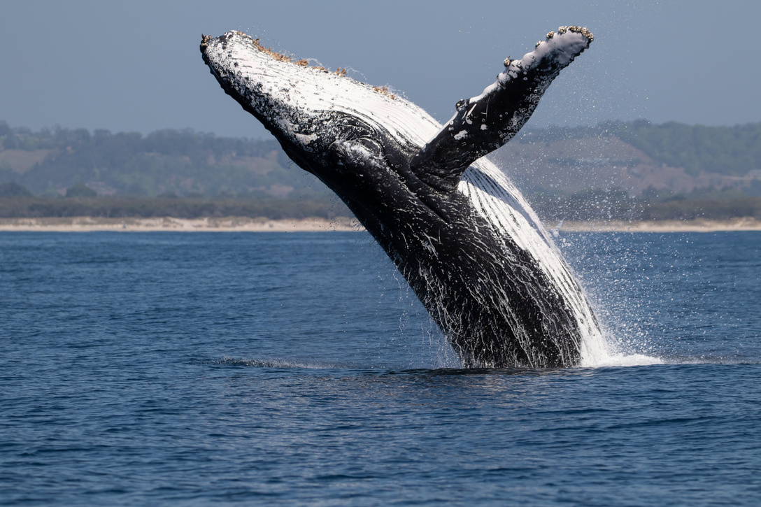 Humpback Whale